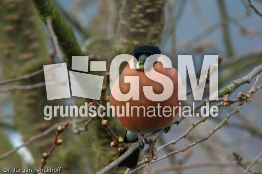 Gimpel (33 von 40).jpg